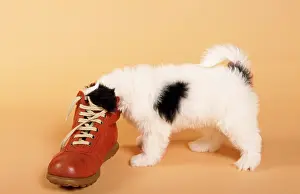 Shoes: Mongrel Dog - puppy with shoe