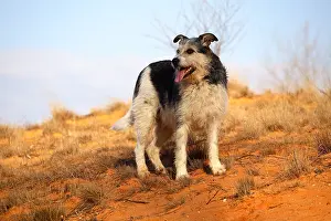Mines: Mongrel dog standing in a career ocher