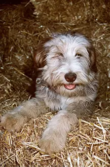 Scruffy: Mongrel DOG - in straw