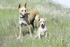 Mongrels: Mongrel Dogs - puppy with bitch