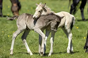 Paddock: Mongrel horse, foal, Germany, Europe
