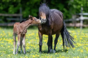 Paddock: Mongrel horse, foal, Germany, Europe