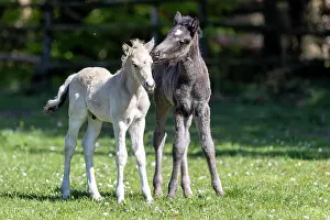 Paddock: Mongrel horse, foal, Germany, Europe