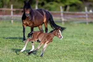 Paddock: Mongrel horse, foal, Germany, Europe