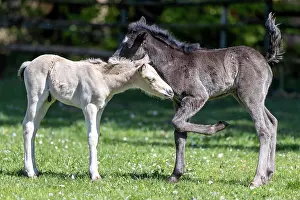 Paddock: Mongrel horse, foal, Germany, Europe