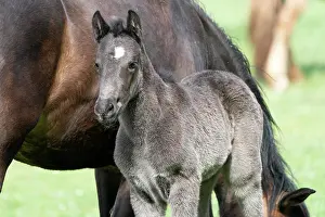 Paddock: Mongrel horse, foal, Germany, Europe