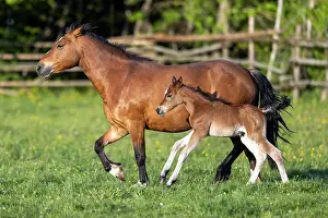 Paddock: Mongrel horse, foal, Germany, Europe