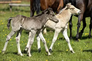 Paddock: Mongrel horse, foal, Germany, Europe