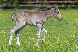 Paddock: Mongrel horse, foal, Germany, Europe