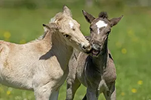 Paddock: Mongrel horse, foal, Germany, Europe