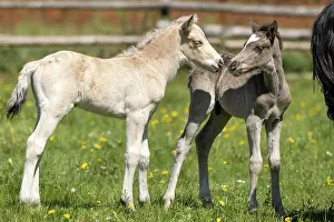 Paddock: Mongrel horse, foal, Germany, Europe