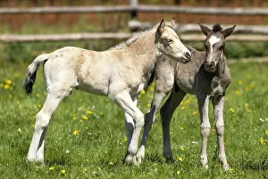 Paddock: Mongrel horse, foal, Germany, Europe
