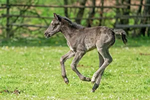 Paddock: Mongrel horse, foal, Germany, Europe