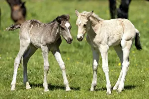 Paddock: Mongrel horse, foal, Germany, Europe