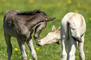 Paddock: Mongrel horse, foal, Germany, Europe