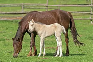 Paddock: Mongrel horse, foal, Germany, Europe