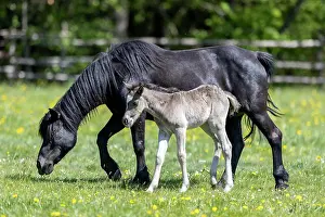 Paddock: Mongrel horse, foal, Germany, Europe