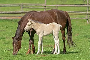 Paddock: Mongrel horse, foal, Germany, Europe
