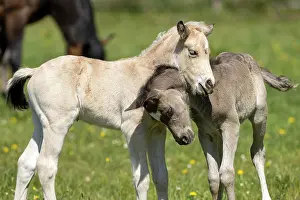 Paddock: Mongrel horse, foal, Germany, Europe