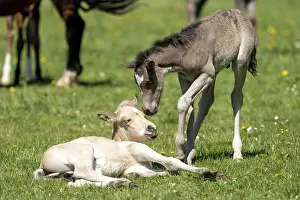 Paddock: Mongrel horse, foal, Germany, Europe