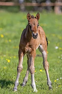 Paddock: Mongrel horse, foal, Germany, Europe
