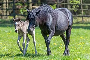 Paddock: Mongrel horse, foal, Germany, Europe