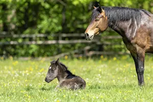 Paddock: Mongrel horse, foal, Germany, Europe