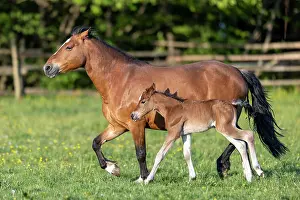 Paddock: Mongrel horse, foal, Germany, Europe