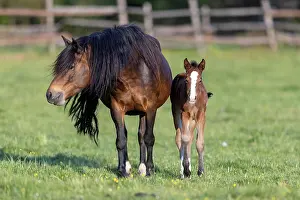 Paddock: Mongrel horse, foal, Germany, Europe
