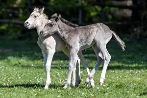 Paddock: Mongrel horse, foal, Germany, Europe