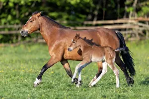 Paddock: Mongrel horse, foal, Germany, Europe
