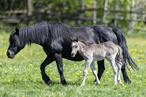 Paddock: Mongrel horse, foal, Germany, Europe
