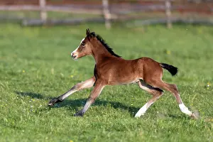 Paddock: Mongrel horse, foal, Germany, Europe