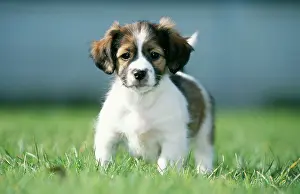 Russel: MONGREL - Jack Russel / Dachshund puppy, standing