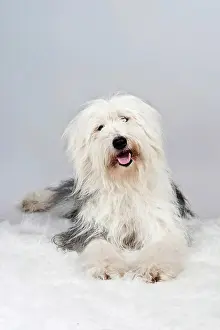 Blankets: Mongrel lying on a white plush blanket