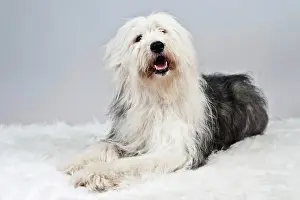 Blankets: Mongrel lying on a white plush blanket, looking