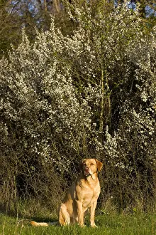 Mode: Mongrel in nature in spring Provence France