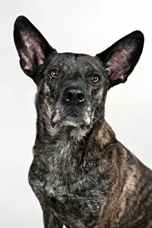 Internal: Mongrel, portrait