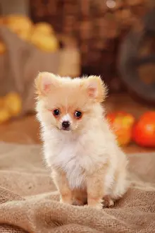 Spitz: Mongrel, puppy, 12 weeks, pomchi, chiranian, dwarf