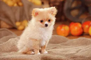 Spitz: Mongrel, puppy, 12 weeks, pomchi, chiranian, dwarf