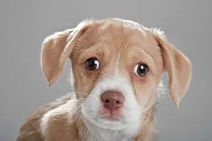 Loyal: Mongrel puppy