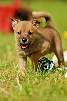 Mongrel: Mongrel puppy standing on grass