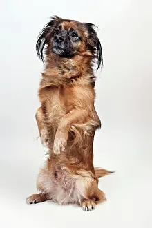 Begging: Mongrel sitting up