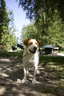 Corniot: Mongrel SPCA dog retained by a chain in Provence France