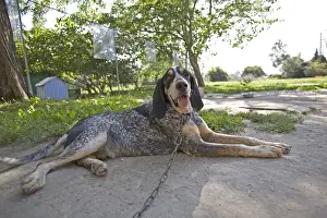 Corniot: Mongrel SPCA ill dog retained by a chain in Provence France