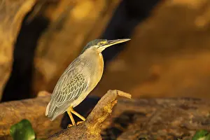 Ciconiiformes: Mongrove Heron (Butorides striatus) Pantanal Brazil