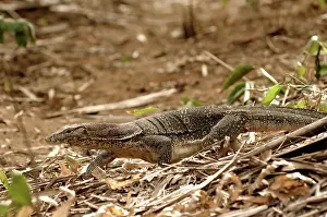 Salvator: Monitor lizard