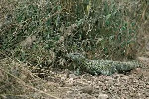 Monitors: Monitor Lizard