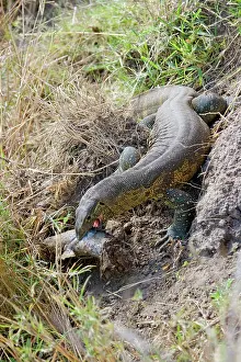 Varanidae: Monitor Lizard with catfish prey