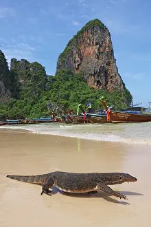 Boats: Monitor Lizard and long Tailed Boats on Railay Beach, Krabi, Thailand